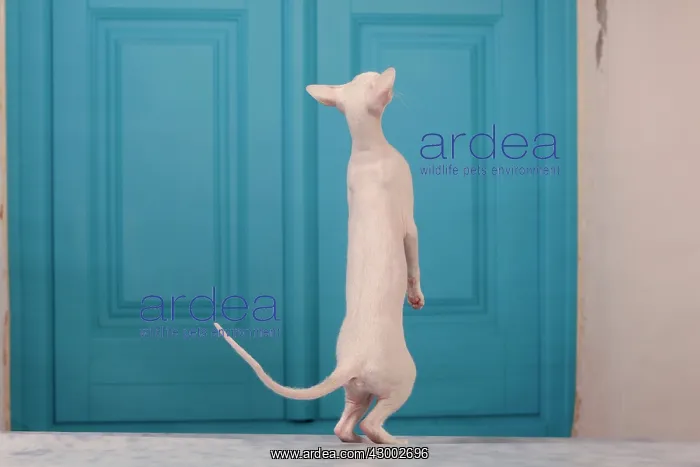 : Cat - Peterbald : Cat - Peterbald