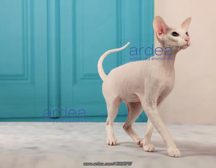  : Cat - Peterbald