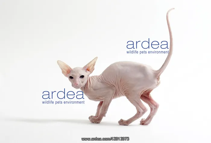 : Cat Peterbald : Cat Peterbald