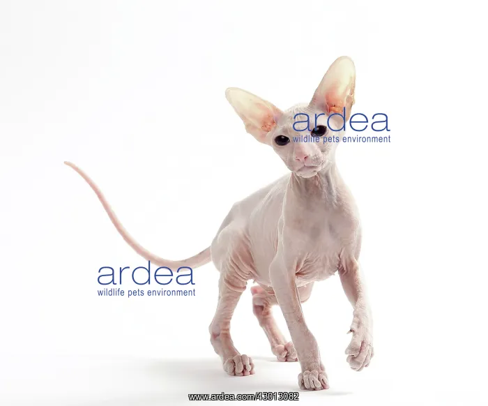 : Cat Peterbald : Cat Peterbald