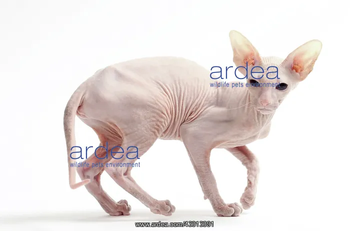 : Cat Peterbald : Cat Peterbald