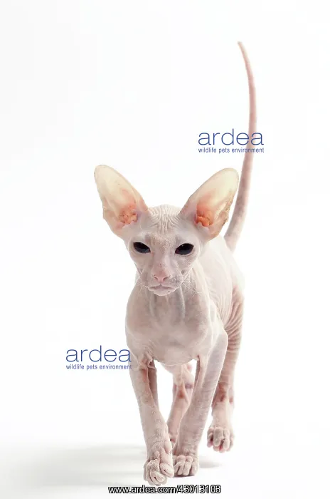  : Cat Peterbald