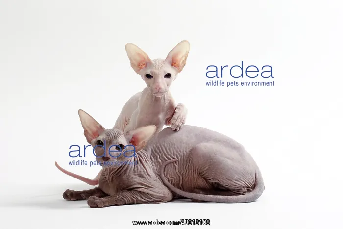 : Cat Peterbald : Cat Peterbald
