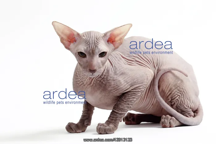 : Cat Peterbald : Cat Peterbald