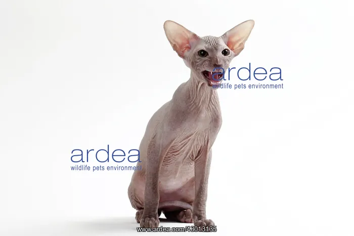 : Cat Peterbald : Cat Peterbald