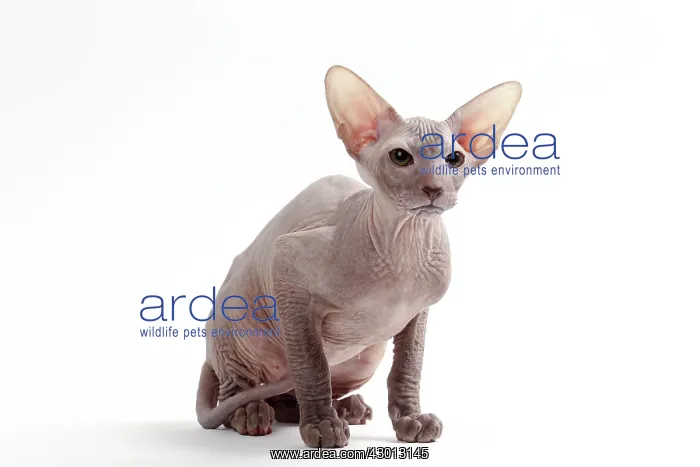 : Cat Peterbald : Cat Peterbald