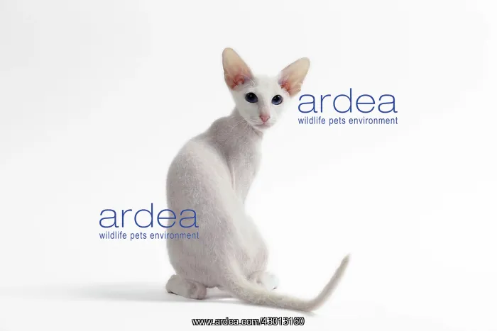 : Cat Peterbald : Cat Peterbald