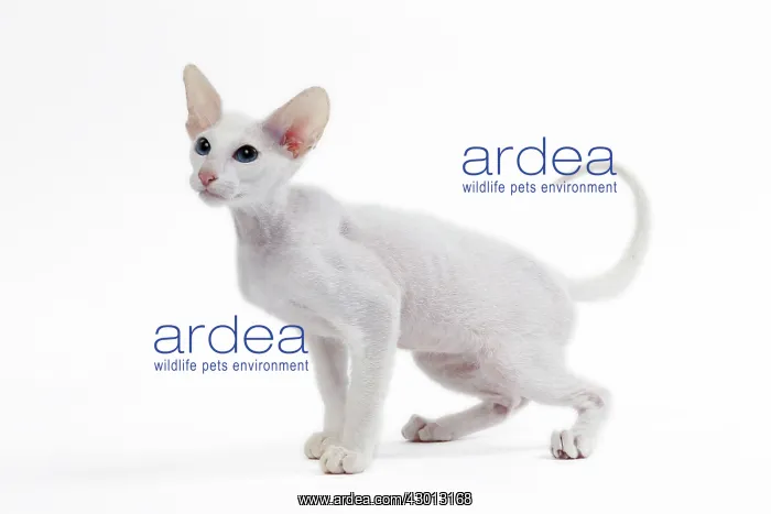: Cat Peterbald : Cat Peterbald