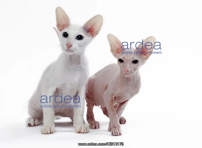 : Cat Peterbald : Cat Peterbald