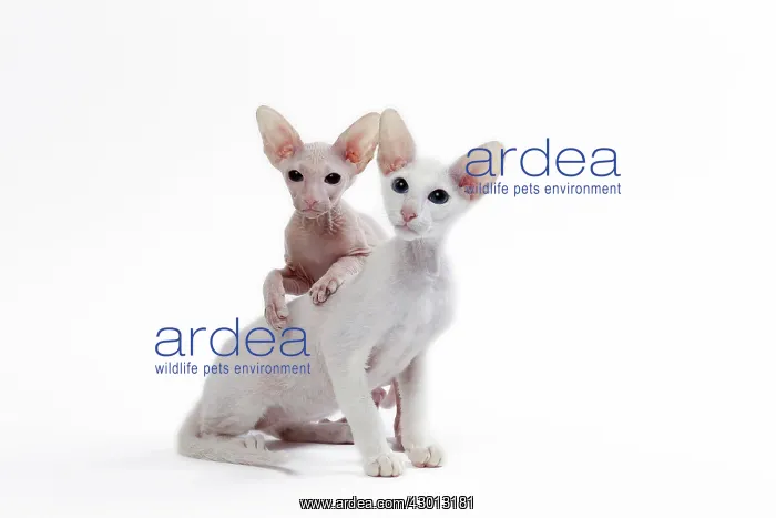 : Cat Peterbald : Cat Peterbald