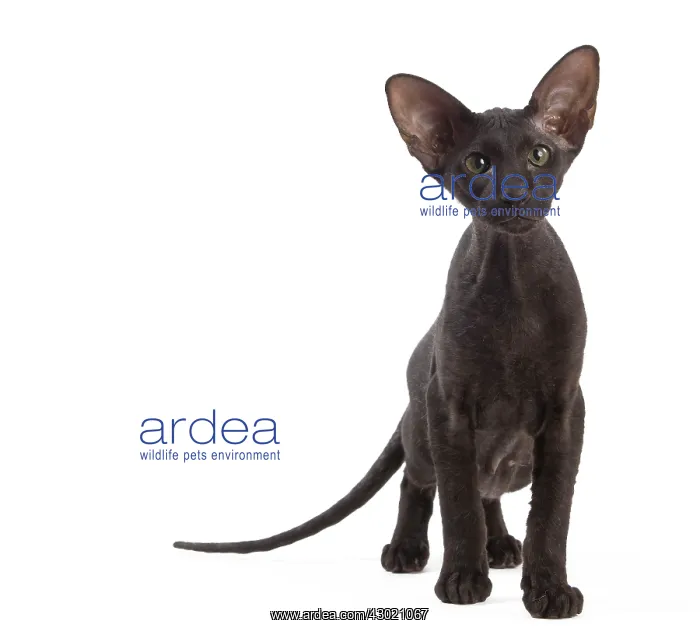 : Cat - Peterbald : Cat - Peterbald