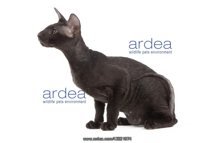 : Cat - Peterbald : Cat - Peterbald
