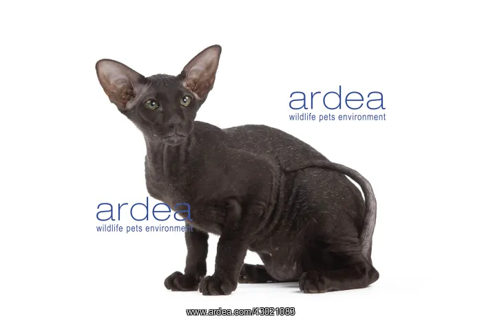 : Cat - Peterbald : Cat - Peterbald