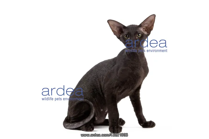 : Cat - Peterbald : Cat - Peterbald