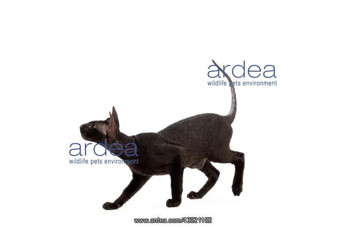 : Cat - Peterbald : Cat - Peterbald