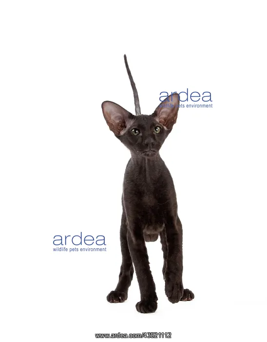 : Cat - Peterbald : Cat - Peterbald