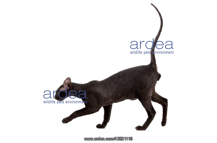 : Cat - Peterbald : Cat - Peterbald