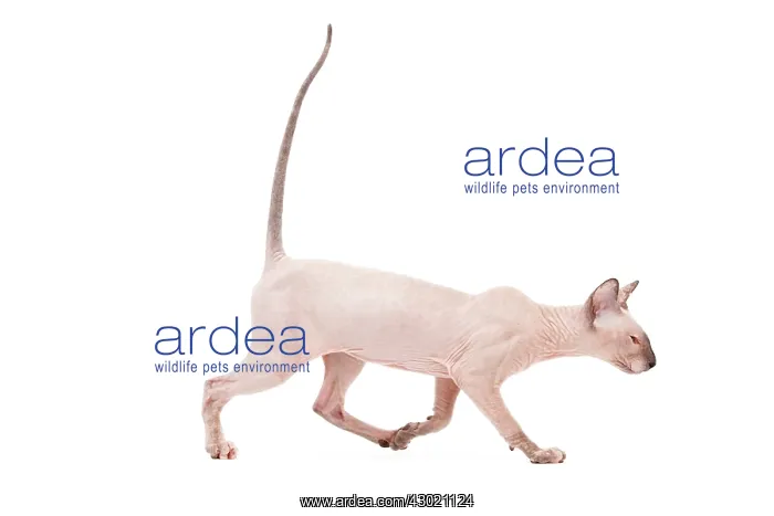 : Cat - Peterbald : Cat - Peterbald