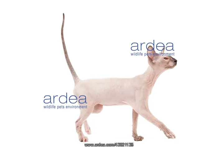 : Cat - Peterbald : Cat - Peterbald