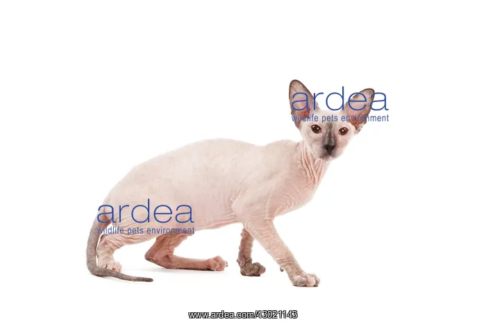 : Cat - Peterbald : Cat - Peterbald