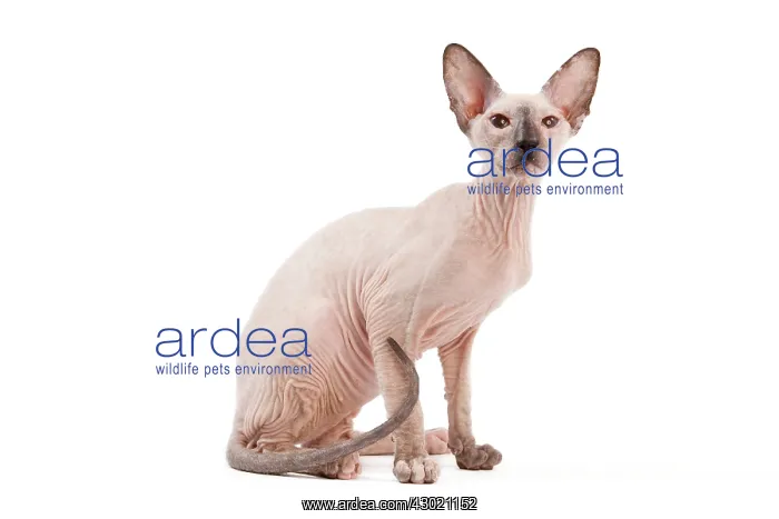 : Cat - Peterbald : Cat - Peterbald