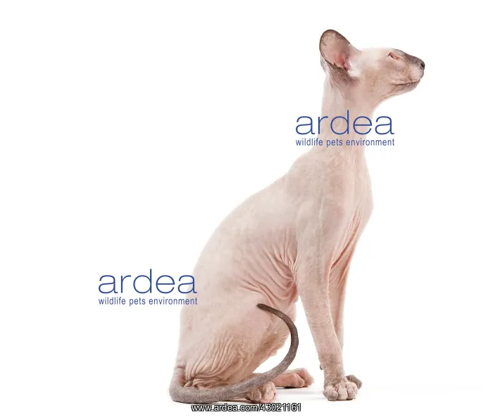 : Cat - Peterbald : Cat - Peterbald