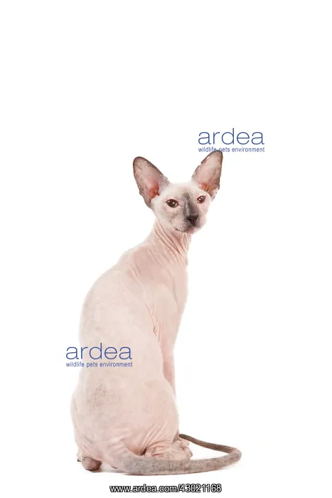 : Cat - Peterbald : Cat - Peterbald