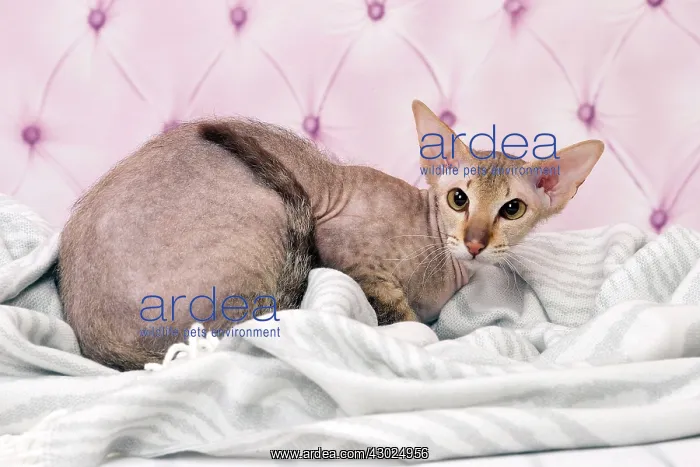  : Cat Peterbald