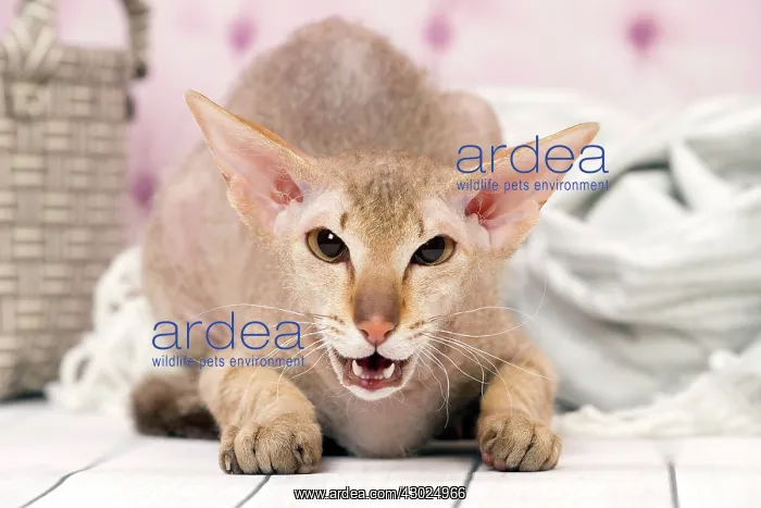  : Cat Peterbald