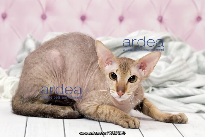 : Cat Peterbald : Cat Peterbald