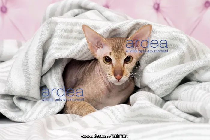 : Cat Peterbald : Cat Peterbald