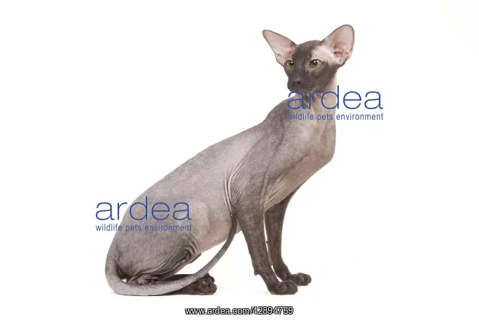  : Cat - Peterbald - black flocked in studio