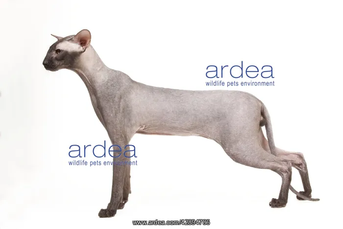 : Cat - Peterbald - black flocked - in studio