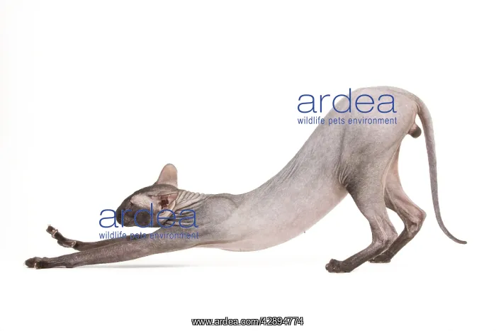 : Cat - Peterbald - black flocked - in studio stretching : Cat - Peterbald - black flocked - in studio stretching