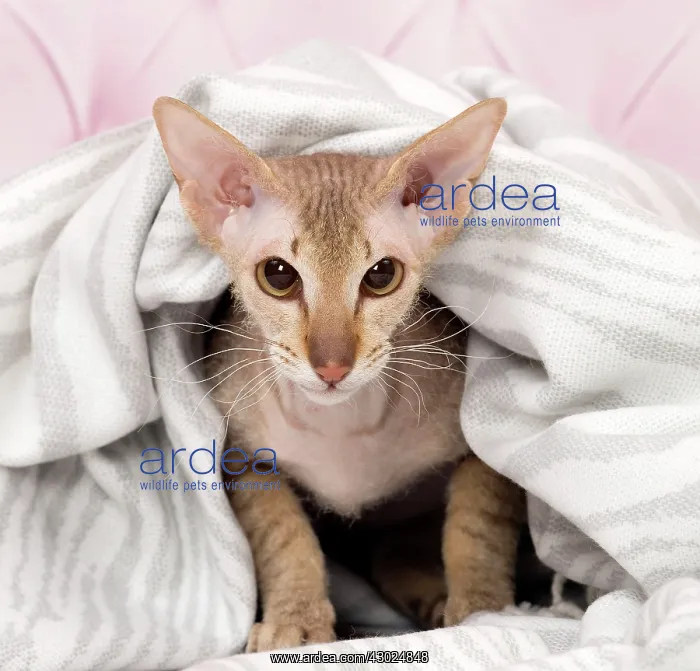 : Cat Peterbald under a blanket : Cat Peterbald under a blanket