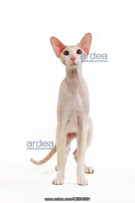 : Cat - Peterbald breed in studio