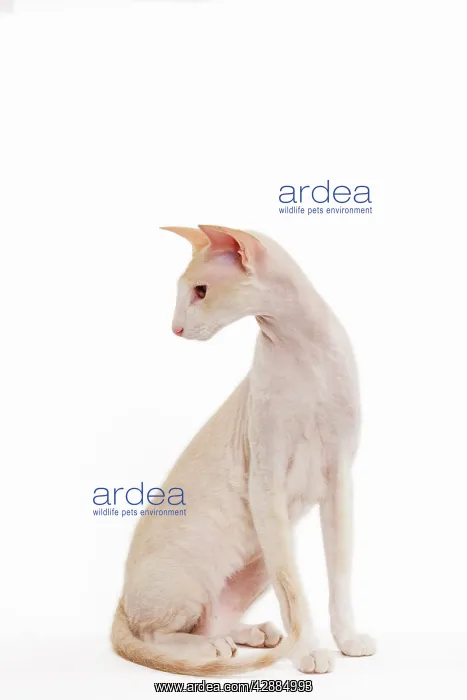  : Cat - Peterbald breed in studio