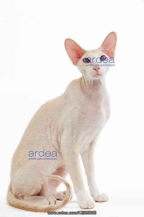  : Cat - Peterbald breed in studio
