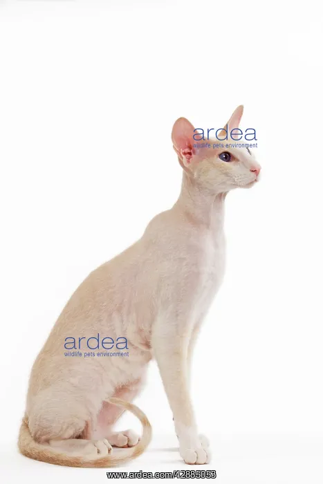  : Cat - Peterbald breed in studio