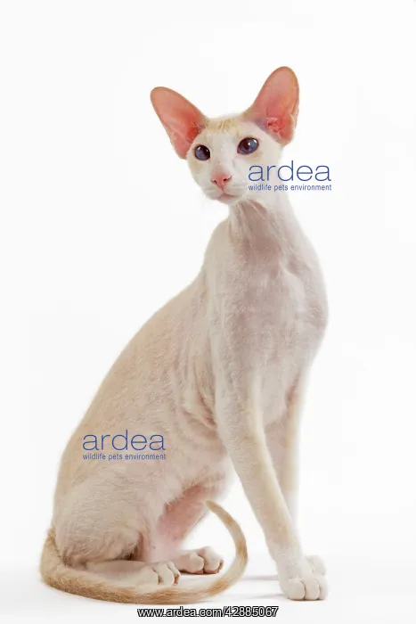  : Cat - Peterbald breed in studio