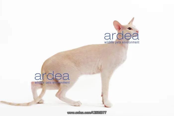  : Cat - Peterbald breed in studio