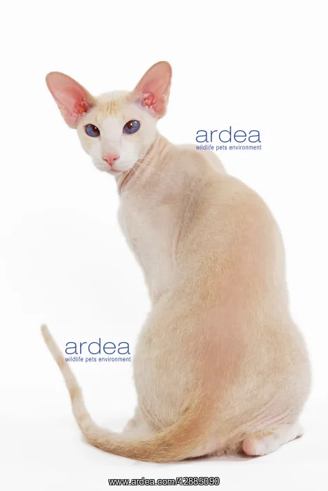  : Cat - Peterbald breed in studio
