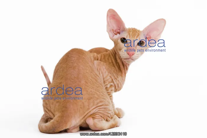  : Cat - Peterbald - kitten