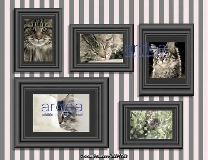 : Cat - pictures of Cats in frames on wall : Cat - pictures of Cats in frames on wall