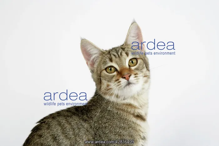 : Cat - Pixie-Bob : Cat - Pixie-Bob