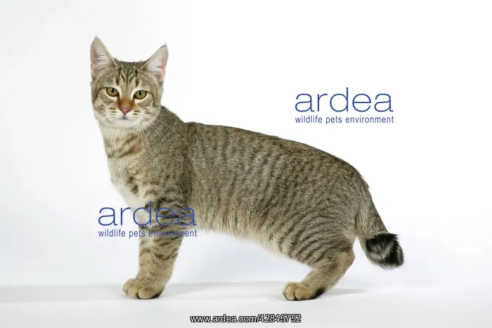 : Cat - Pixie-Bob : Cat - Pixie-Bob