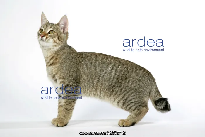 : Cat - Pixie-Bob looking up : Cat - Pixie-Bob looking up