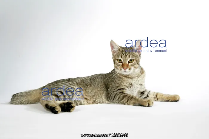 : Cat - Pixie-Bob lying down : Cat - Pixie-Bob lying down