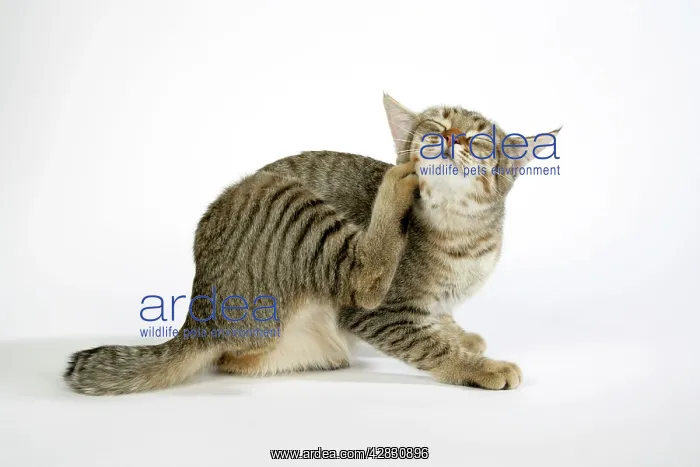 : Cat - Pixie-Bob scratching : Cat - Pixie-Bob scratching
