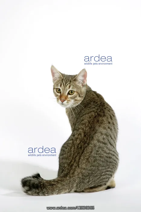 : Cat - Pixie-Bob sitting looking around : Cat - Pixie-Bob sitting looking around